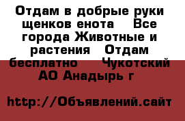Отдам в добрые руки щенков енота. - Все города Животные и растения » Отдам бесплатно   . Чукотский АО,Анадырь г.